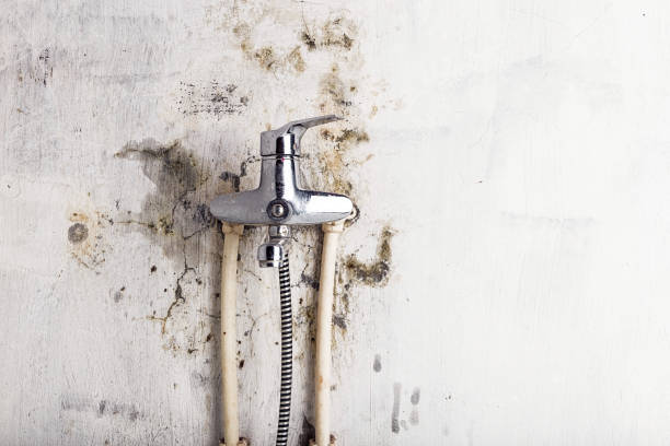 Trusted Bloomington, MN Mold Removal Experts